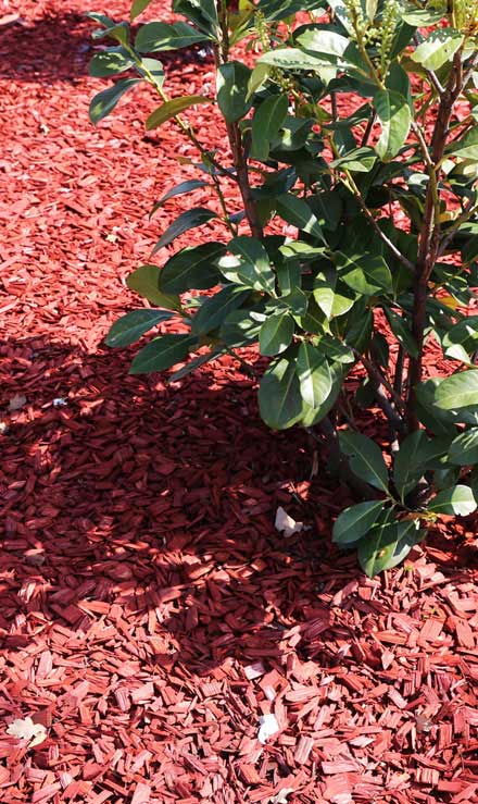 Accurate Outdoor LLC Mulching