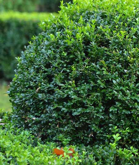 Accurate Outdoor LLC Shrubs & Hedges